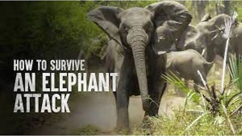 HOW TO SURVIVE AN ELEPHANT ATTACK | Tech and Science |