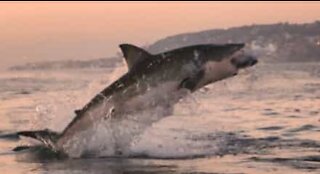Super salto di un enorme squalo bianco in Sud Africa