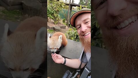 Feeding a Red Panda in the UK!