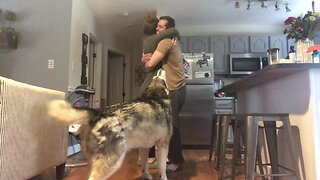 Alaskan Malamute Gets Jealous Every Time People Hug