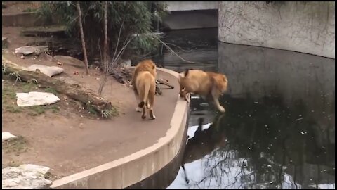Careless Lion Falls into the Pond in German Zoo