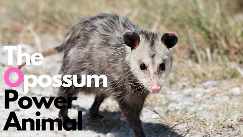 "The Opossum Power Animal: Discovering the Symbolic Meaning and Spiritual Significance"