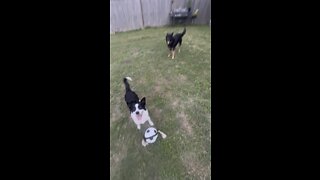 Dogs playing catch