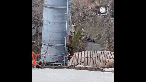 Adorable video captured #bear #cubs #climbing a ski lift tower at Steamboat #Ski #Resort
