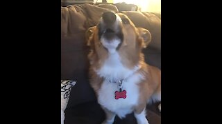 Corgi howls along to ambulance siren