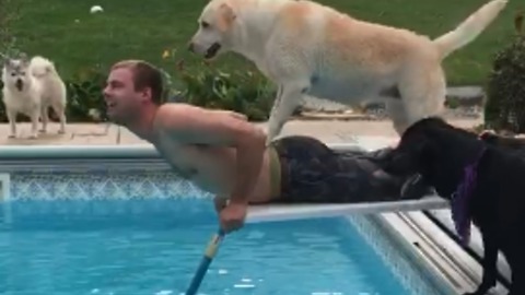Epic Diving Board Fail Involving 1 Man & 3 Dogs
