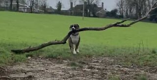 Quanto maior o ramo, melhor para este cão