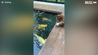 Une histoire d'amour entre un chien et un poisson