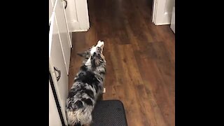 Corgi howls along to boiling tea kettle