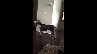 Silly pit bull learns how to walk with boots