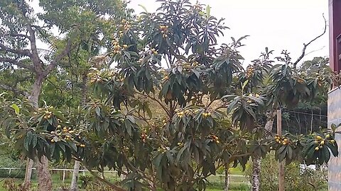 ameixa amarela nespera ( Eriobotrya japonica)