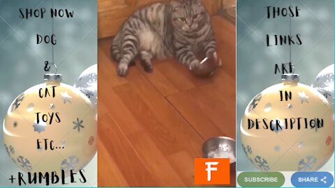 Cat Is In Relax Mood Playing With Bowl | Forever Living Intl