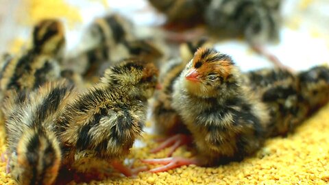 Cute Chicks sleeping