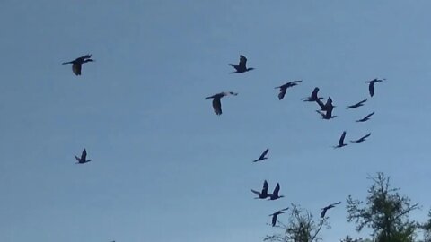 Laguna de las Lavanderas. Muchos Patos! Tacuarembó, Uruguay (13/10/2022)