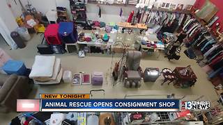 Las Vegas animal rescue opens thrift store