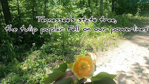 See What Happens When a Tulip Popper Hits Our Powerline! #HedgehogsHomestead #TulipPoplar