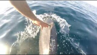 Delfino batte il cinque mentre la barca è in moto