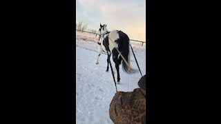 Winter horse fun