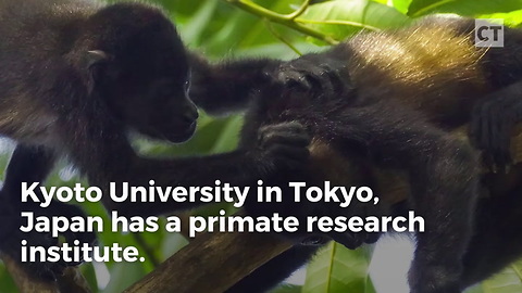 Test Monkeys Escape From Lab By Using Primitive Catapult