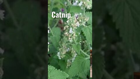 Catnip as a Diaphoretic | Herbal Fever Support