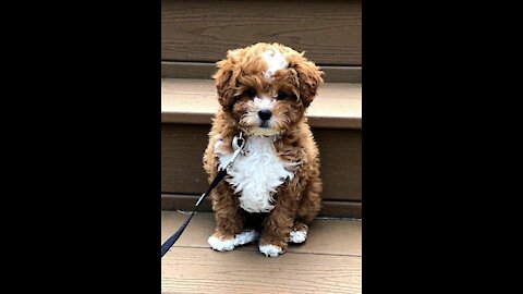 Top ten cutest dog breeds