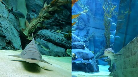 No sharkasm here leopard sharks and penguins can be tank buddies.
