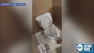 Florida woman finds iguana hiding in her toilet