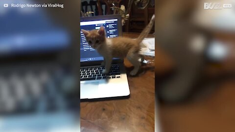 Ce chaton rate la main de sa maîtresse et tombe de la table