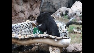 CHRISTMAS PRESENTS! Animals tear into packages at the Phoenix Zoo - ABC15 Digital