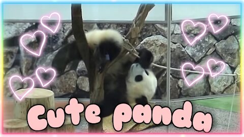 Cute panda having fun!