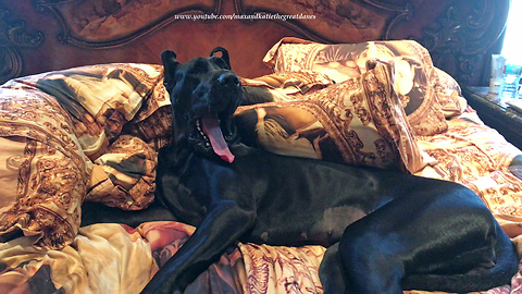 Happy Great Dane Loves to Cuddle up in Pillows