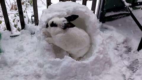 HUMAN VS BUNNY. Bunny Plays Snow Fort With Human. Can it escape from the fort?