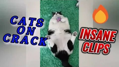Cats gone wild! Funny animals 💀