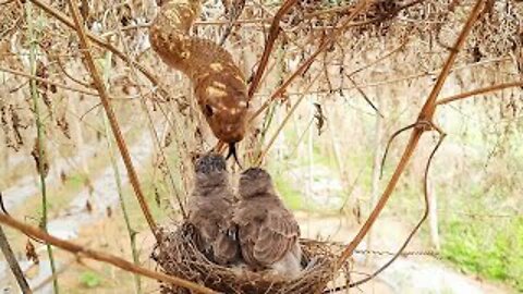 Savage Snake Attack on Baby birds | Parent's Unbearable Reaction | Black Headed bulbul in nest day 8