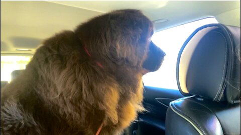 Huge Newfie Protests Getting A Bath