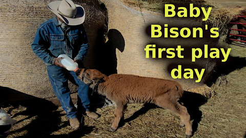 Baby bison's first play day in the hay pen