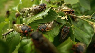 Cicadas Delay Reporters' Flight From D.C. To U.K.