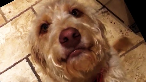 Guilty Dog Adorably Smiles Through Grandma's Reprimand