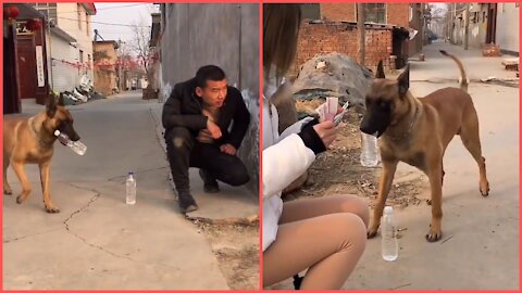 Smart dog in this video. The dog is having a lot of fun in this video