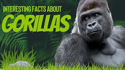 Interesting Facts About Gorilla | Gorilla Facts for Kids | Gorilla Facts