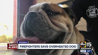 Peoria firefighters save overheated bulldog
