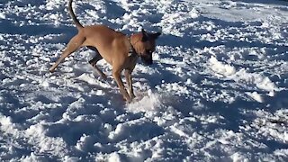 Colorado dog uses frisbee to go sledding down a hill