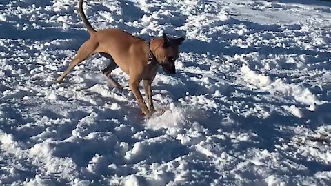 Colorado dog uses frisbee to go sledding down a hill