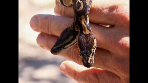 2-Headed Python Born In Germany