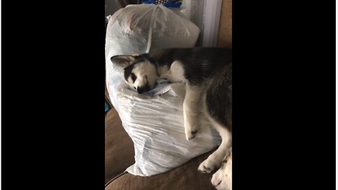 Husky puppy caught cuddling baby clothes