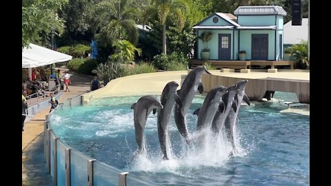 Cute Dolphin show ￼