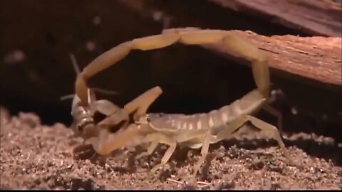 National Geographic Wild | Deadly Scorpions | Documentary HD 2017 @ABR Entertainment