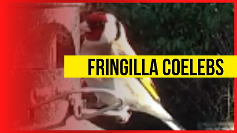 The common Fringilla coelebs