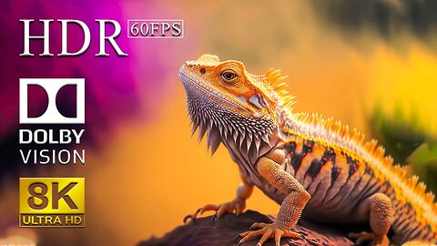 Reptiles & Amphibians 8K HDR 60FPS (UHD) - Best 8K Colorful Animals With Calming Music