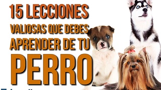 15 Lecciones Valiosas Que Debes Aprender De Tu Perro